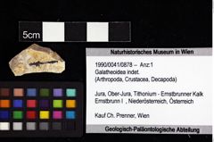 Foto (Objket + Etiketten) von Galatheoidea indet. 